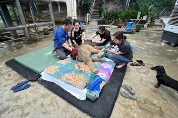 Lampang Elephant Hospital Team Rushes to Save Newborn Elephant Calf