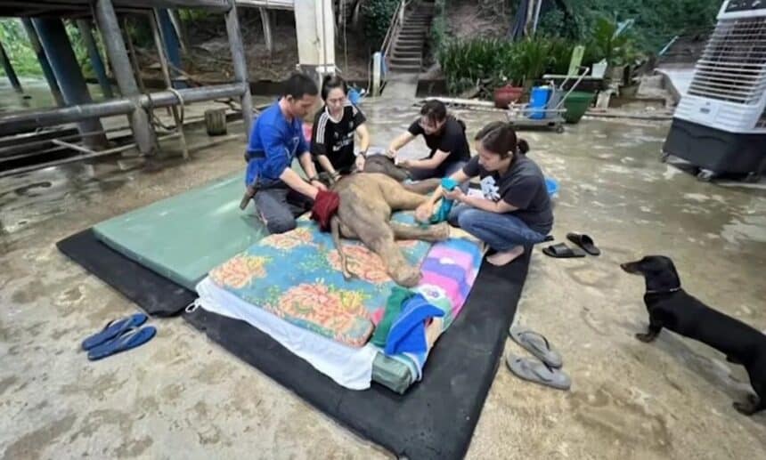 Lampang Elephant Hospital Team Rushes to Save Newborn Elephant Calf