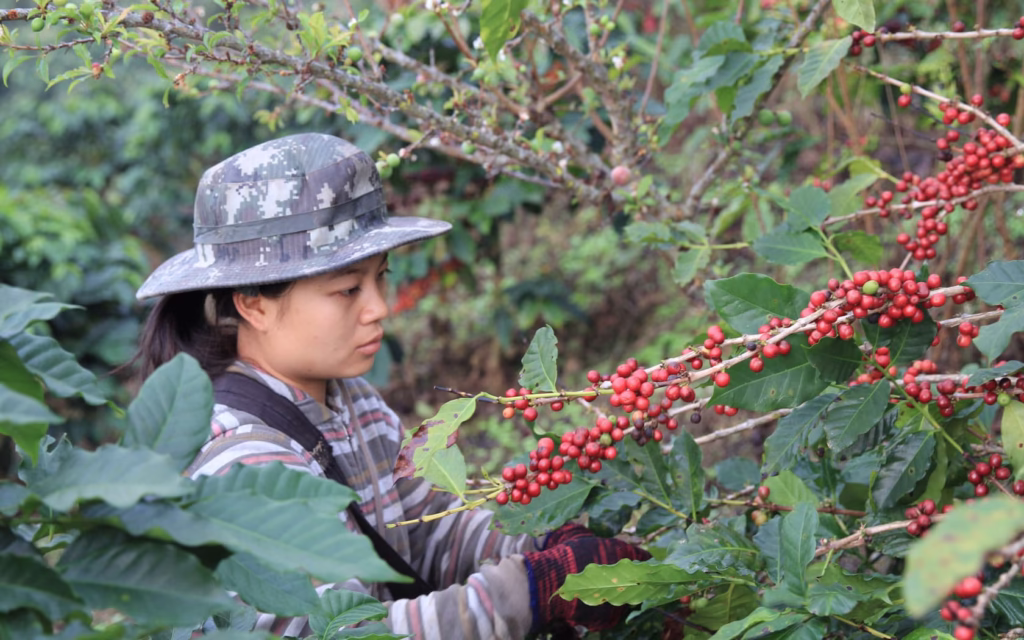 Quality of Coffee in Chiang Rai