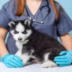 Therapists That Take Husky Insurance in Connecticut