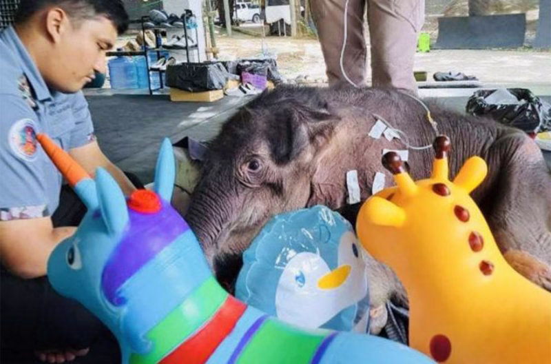 Injured Baby Elephant Recovering
