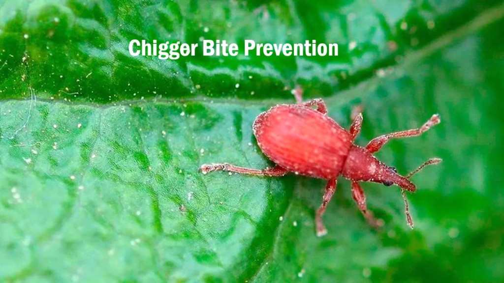 Srub Typhus, Chiggers, Chiang Rai