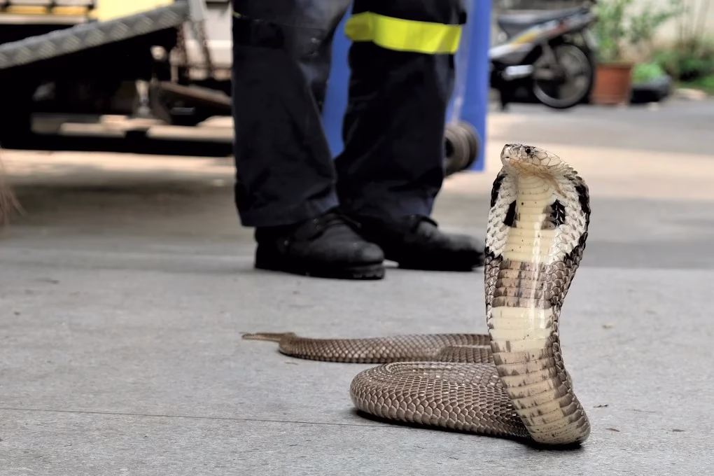 King Cobra Deaths in Thailand