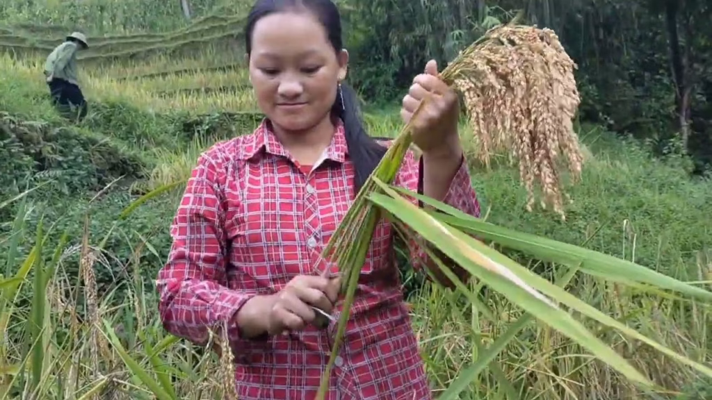 Sticky Rice Farming in Chiang Rai