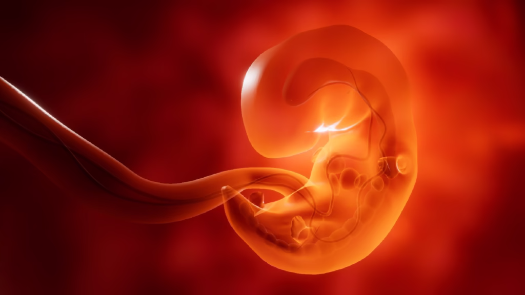 Embryology