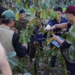 GULF Joins With Doi Tung Development Project to Teach on Coffee Production