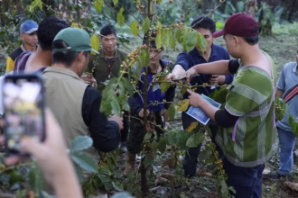 GULF Joins With Doi Tung Development Project to Teach on Coffee Production