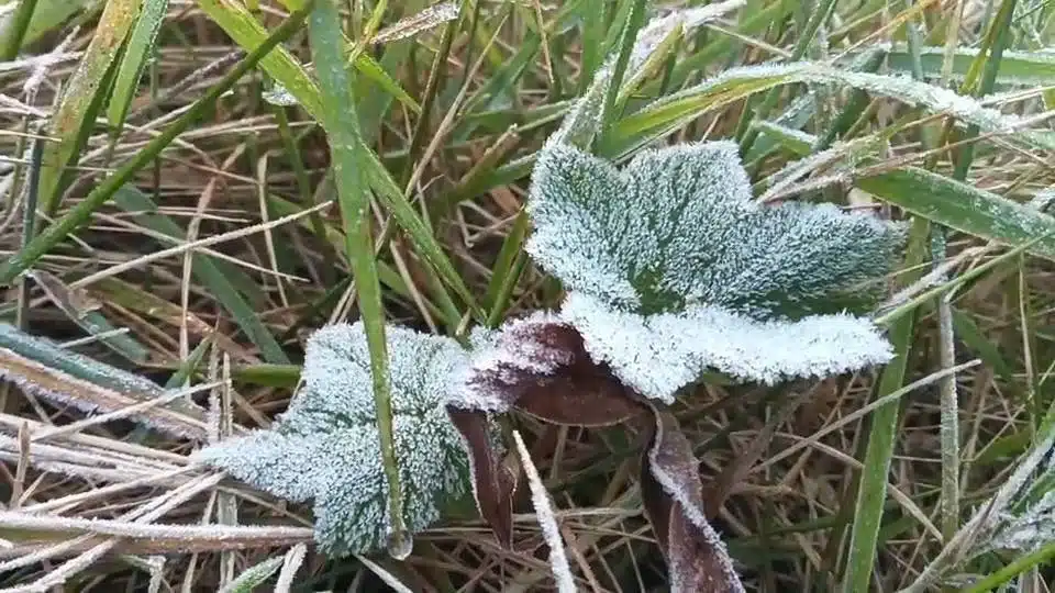 Temperature on Doi Inthanon in Chiang Mai Drops to 3 Degrees