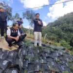 PTT Green Globe Institute Plants Vetiver Grass