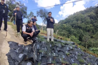 PTT Green Globe Institute Plants Vetiver Grass