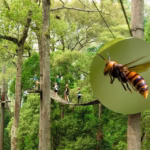 American Father and Son Stung to Death By Asian Giant Hornets While Ziplining in Laos