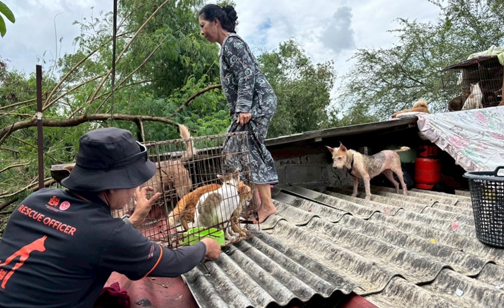 Soi Dog Foundation Rescues Flood-Affected Animals in Hat Yai