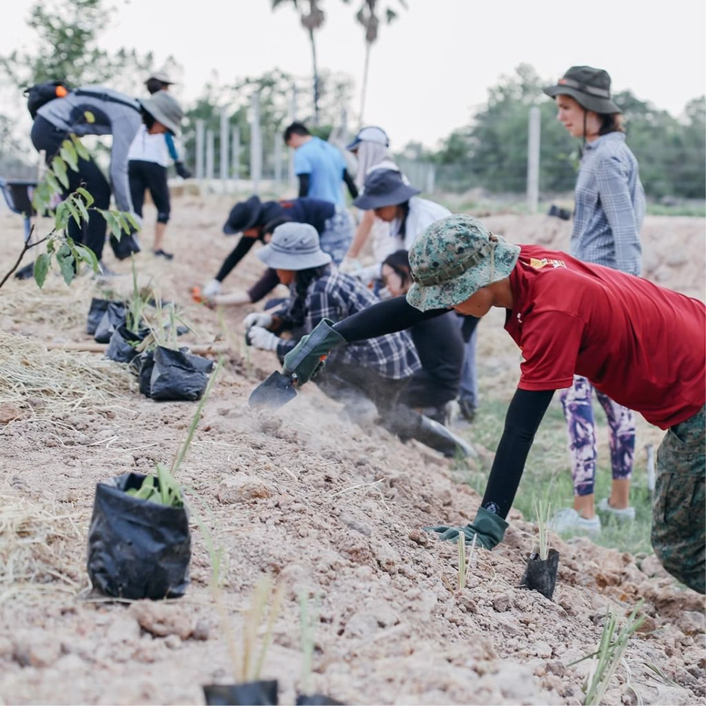 PTT Green Globe Institute Plants Vetiver Grass