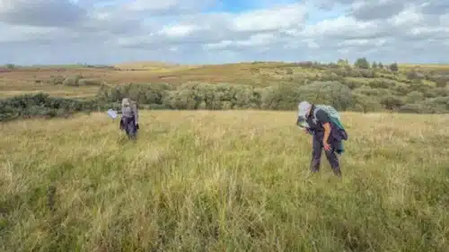 Farmer Or Volunteer Surveying The Land