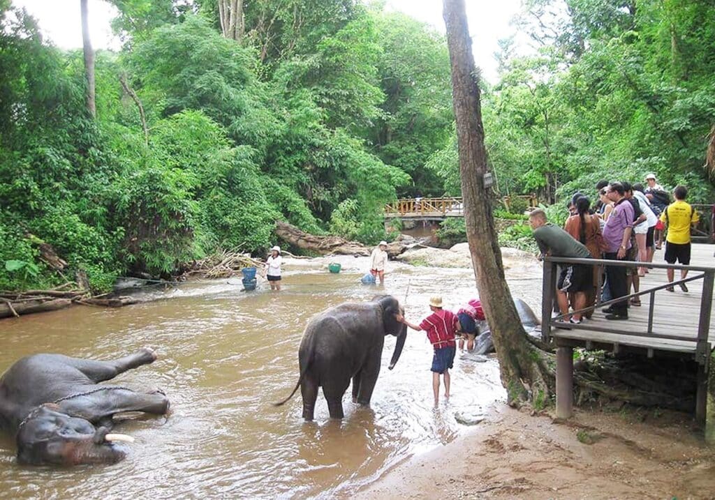 Ethical Elephant Encounters