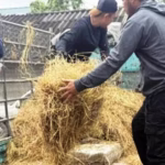 Police Bust Hay Truck Diver
