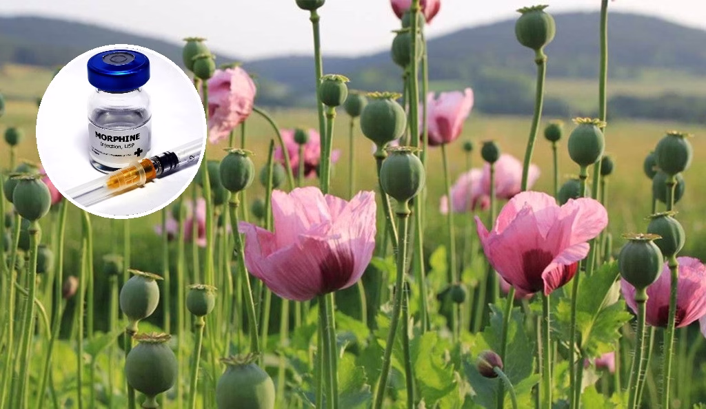 Thailand Eyes Commercial Opium Cultivation for Medicinal Purposes