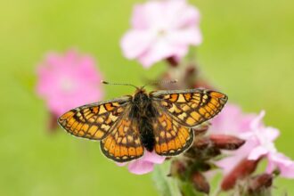 Marsh Fritillary Butterfly How Northern Ireland Helped A Rare Species Bounce Back