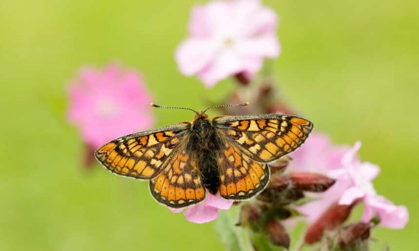 Marsh Fritillary Butterfly How Northern Ireland Helped A Rare Species Bounce Back