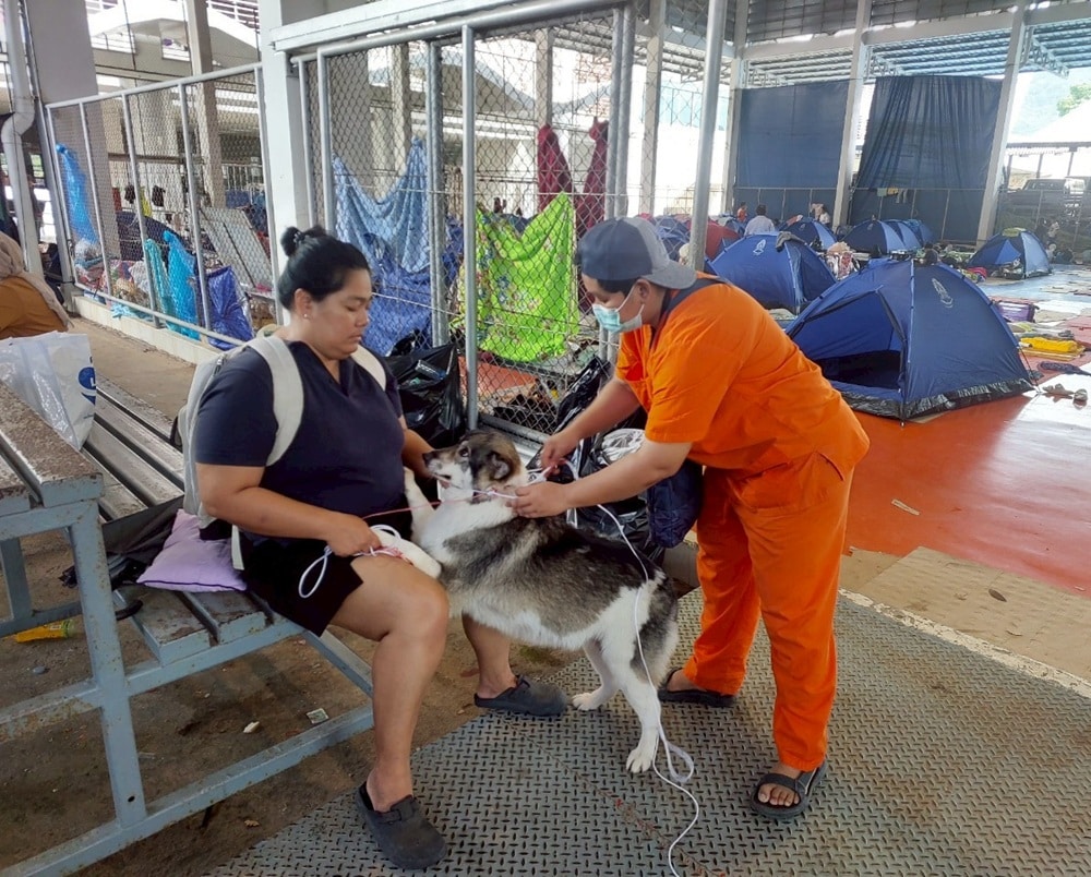 Soi Dog Foundation Rescues Flood-Affected Animals in Hat Yai