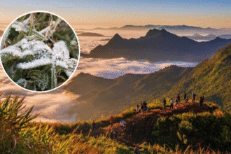 Doi Pha Tang, Chiang Rai Dip Below 0°C