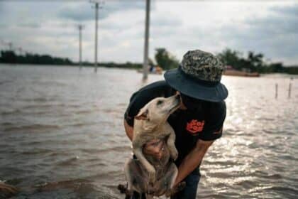 Soi Dog Foundation Rescues Flood-Affected Animals in Hat Yai
