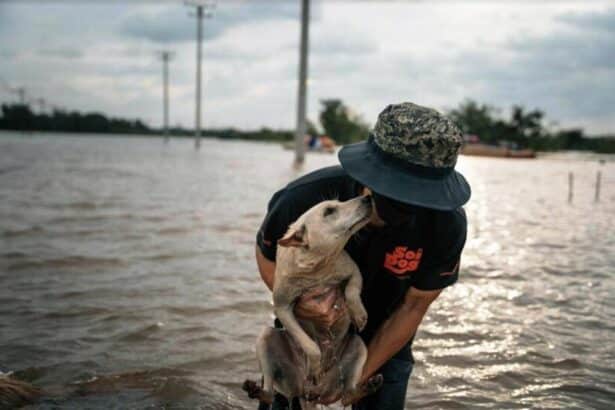 Soi Dog Foundation Rescues Flood-Affected Animals in Hat Yai