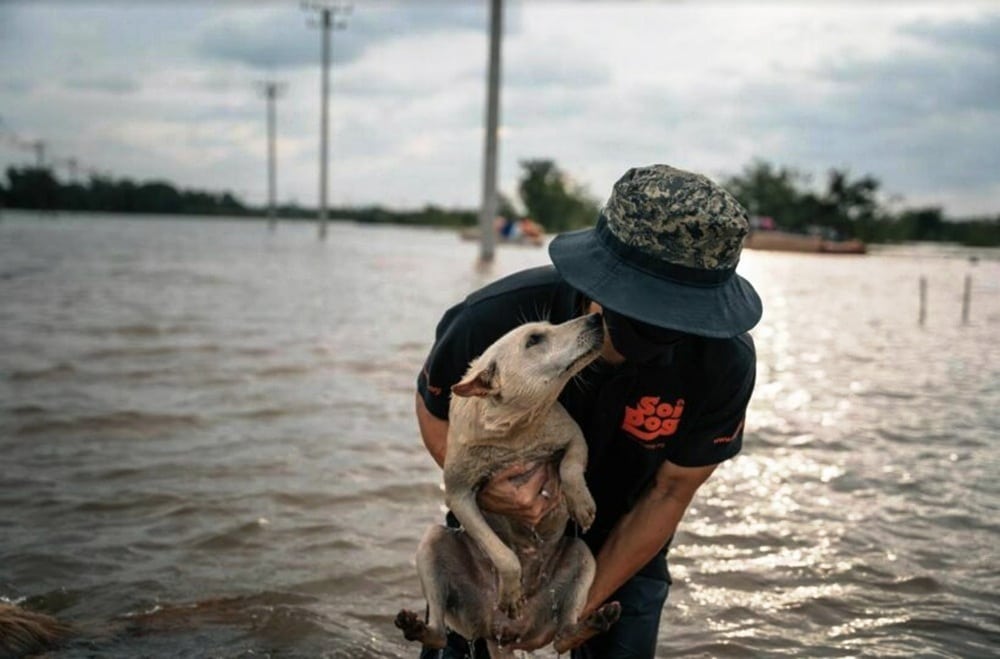 Soi Dog Foundation Rescues Flood-Affected Animals in Hat Yai