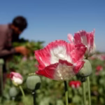 Thailand Eyes Commercial Opium Cultivation for Medicinal Purposes