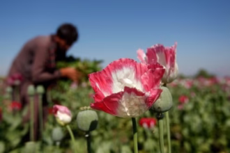 Thailand Eyes Commercial Opium Cultivation for Medicinal Purposes