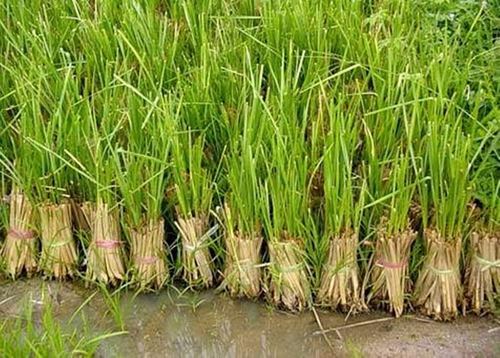 PTT Green Globe Institute Plants Vetiver Grass