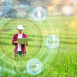 Thai Rice Farms Adopt AI