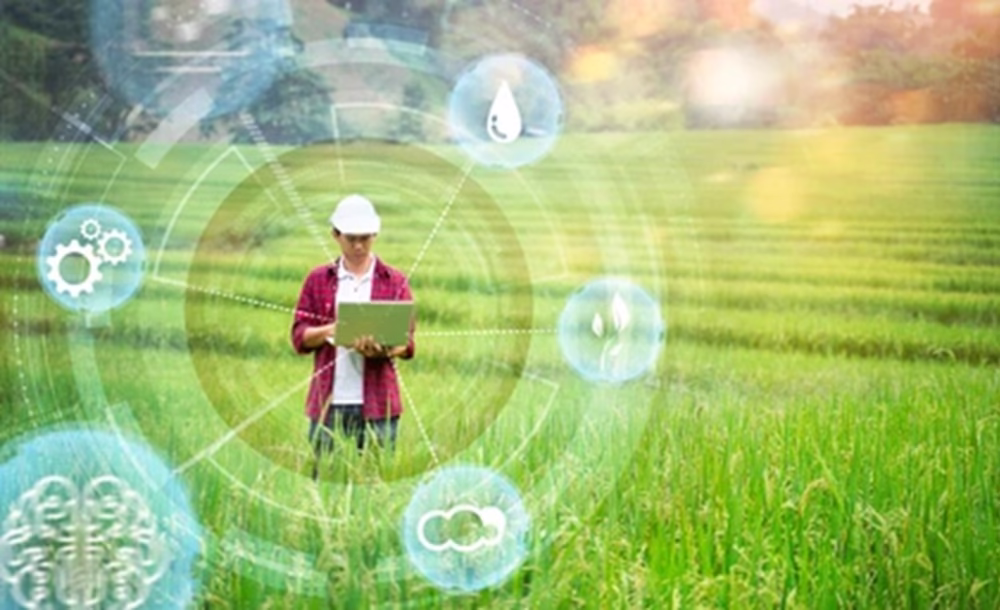 Thai Rice Farms Adopt AI
