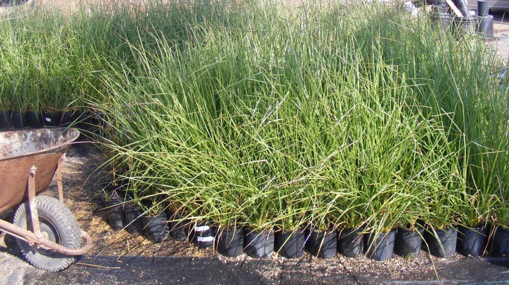 PTT Green Globe Institute Plants Vetiver Grass
