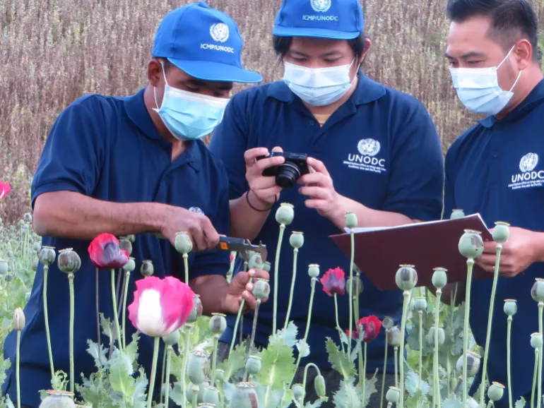 Thailand Eyes Commercial Opium Cultivation for Medicinal Purposes