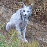 White Iberian Lynx Captured on Camera