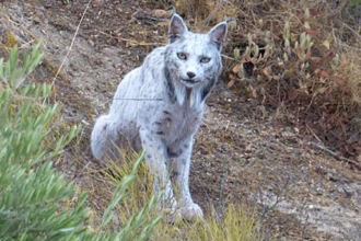 White Iberian Lynx Captured on Camera