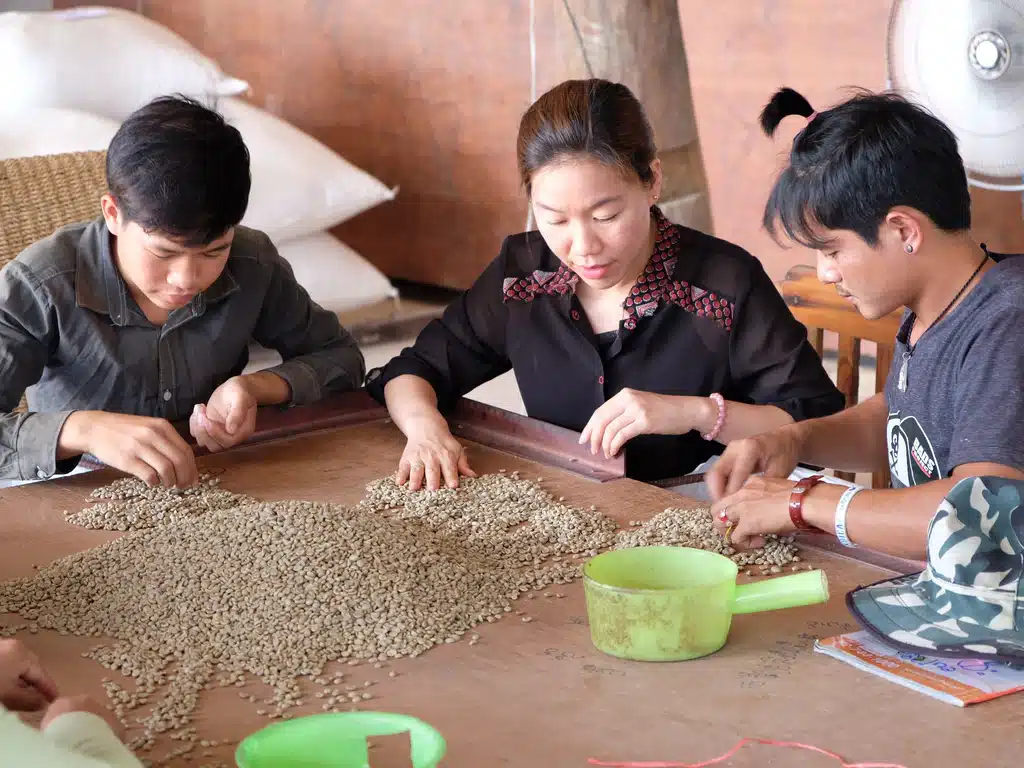 arabica coffee farmers chiang rai