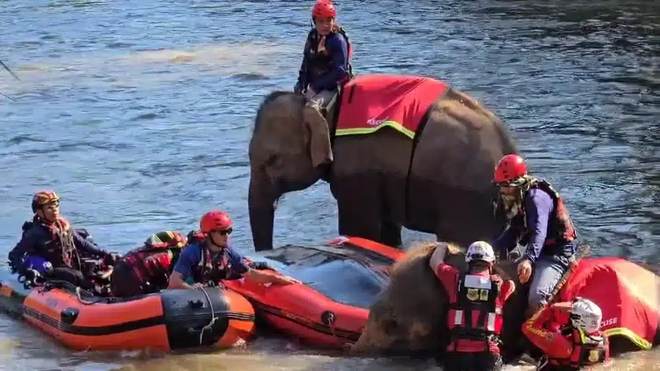 Chiang Mai Hold the World's First Joint Rescue Drill With Elephants, K-9's and Humans