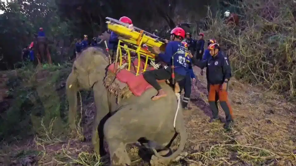 Chiang Mai Hold the World's First Joint Rescue Drill With Elephants, K-9's and Humans