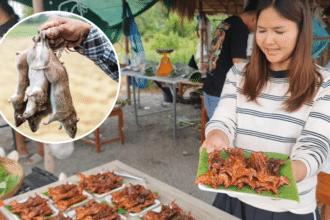 Field Rats from Chiang Rai Become Street-Food