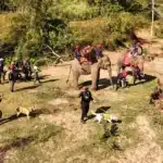 Chiang Mai Hold the World's First Joint Rescue Drill With Elephants, K-9's and Humans