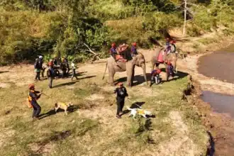 Chiang Mai Hold the World's First Joint Rescue Drill With Elephants, K-9's and Humans