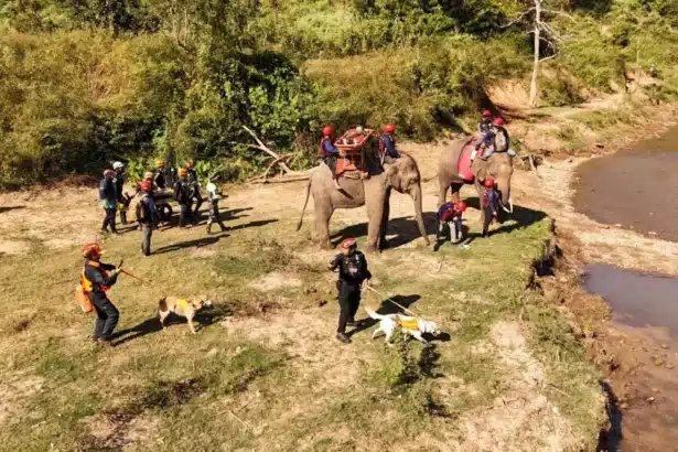 Chiang Mai Hold the World's First Joint Rescue Drill With Elephants, K-9's and Humans