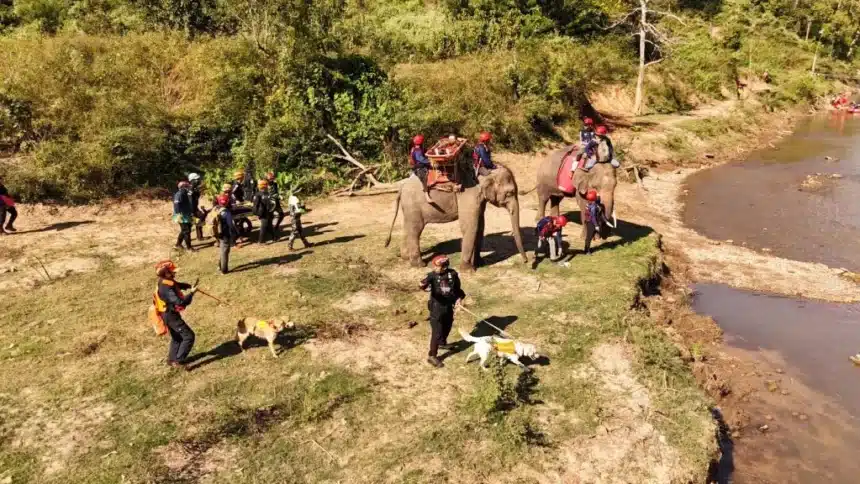 Chiang Mai Hold the World's First Joint Rescue Drill With Elephants, K-9's and Humans