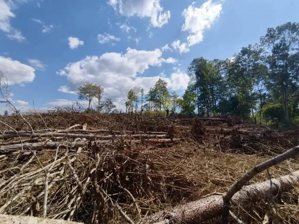 Illegal Tree Clearing in Phitsanulok