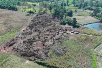 Illegal Tree Clearing in Phitsanulok
