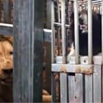 Starving Lions and Bears Rescued from Cambodia