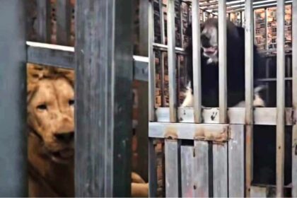 Starving Lions and Bears Rescued from Cambodia