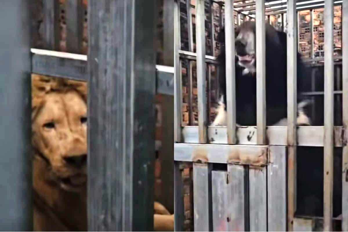 Starving Lions and Bears Rescued from Cambodia